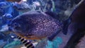 Toronto Ripley`s aquarium exotic fish Royalty Free Stock Photo