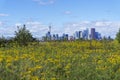 Toronto Skyline Cityscape with Yellow Wild Flower Field in the Foreground
