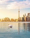 Toronto Skyline and swan swimming on Ontario lake - Toronto, Ontario, Canada Royalty Free Stock Photo