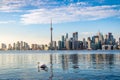 Toronto Skyline and swan swimming on Ontario lake - Toronto, Ontario, Canada Royalty Free Stock Photo