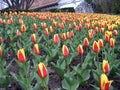 Toronto the tulips in Edwards Gardens May 2003