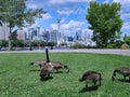 Toronto waterfront park with Canada geese