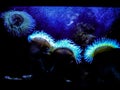 Sea Anemones