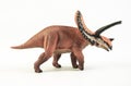 Torosaurus , dinosaur on white background