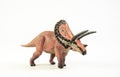Torosaurus , dinosaur on white background