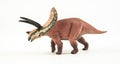 Torosaurus , dinosaur on white background Royalty Free Stock Photo