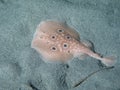 Torpedo fish Royalty Free Stock Photo