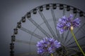 Torquay Wheel Royalty Free Stock Photo