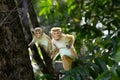 Torque macaque old world monkey on road Royalty Free Stock Photo