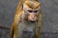 Torque macaque old world monkey on road Royalty Free Stock Photo