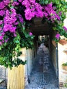 Torre di Palme town in Marche region. Italy. Purple bougainville, leaves, vintage path and fascination