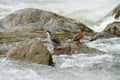 Torrent duck, Merganetta armata, pair of bird in the mountain river with stone. Rare duck from Ecuador. Wildlife scene from nature