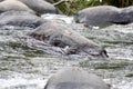 Torrent duck in a river Royalty Free Stock Photo