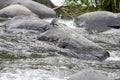 Torrent duck in a river Royalty Free Stock Photo