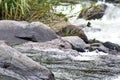 Torrent duck in a river Royalty Free Stock Photo