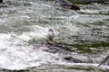 Torrent duck in a river Royalty Free Stock Photo