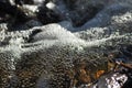 Torrent. Fast flowing brook. Clean, pure water Royalty Free Stock Photo