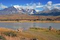 Torres del Paine and Guanaco Royalty Free Stock Photo