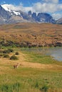 Torres del Paine and Guanaco Royalty Free Stock Photo