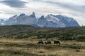 Wild Hores in Torres del Paine Royalty Free Stock Photo