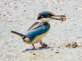 Torresian Kingfisher in Queensland Australia