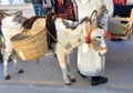 TORREVIEJA, SPAIN Ã¢â¬â JANUARY 5, 2023: Los Reyes Magos parade. Donkey takes part in the Festive cavalcade of Three Magi Cabalgata Royalty Free Stock Photo