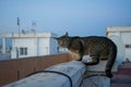 Torrevieja Stray Cat Royalty Free Stock Photo