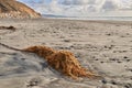 Torrey Pines Beach - San Diego, California, USA. The beautiful Torrey Pines Beach, San Diego, California. Royalty Free Stock Photo