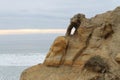 Torrey Pines State Park Royalty Free Stock Photo