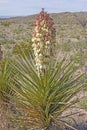 Torrey Yucca in Bloom in the Desert Royalty Free Stock Photo