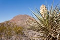 Torrey Yucca Flower blooming Chihuahuan desert