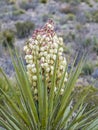 Torrey Yucca Plant In Bloom Royalty Free Stock Photo