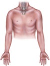 Torso - Male with Cervicle Neck Bones, Manubrium & Clavicle