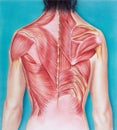 Torso - Musculature of a Female Torso, dorsal view