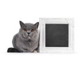 Tortie British Shorthair cat on white background Royalty Free Stock Photo