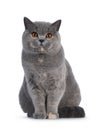 Tortie British Shorthair cat on white background Royalty Free Stock Photo