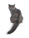 Tortie British Shorthair cat on white background Royalty Free Stock Photo