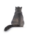 Tortie British Shorthair cat on white background Royalty Free Stock Photo