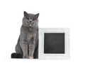 Tortie British Shorthair cat on white background Royalty Free Stock Photo