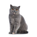 Tortie British Shorthair cat on white background Royalty Free Stock Photo