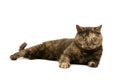 Tortie cat Royalty Free Stock Photo