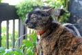 Tortie female cat smelling the air Royalty Free Stock Photo