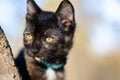 Tortie kitten climbed in tree looking after birds Royalty Free Stock Photo