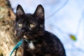 Tortie kitten climbed in tree looking perfect Royalty Free Stock Photo