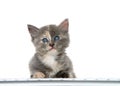 Tortie kitten at computer keyboard isolated Royalty Free Stock Photo