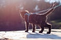 Tortie kitten exploring nature and looking perfect Royalty Free Stock Photo