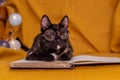 Tortie kitten with glasses looking angry Royalty Free Stock Photo