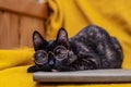 Tortie kitten with glasses looking to her human Royalty Free Stock Photo