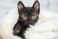 Tortie kitten with hypnotic eyes Royalty Free Stock Photo