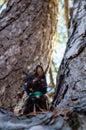 Tortie kitten looking like a owl Royalty Free Stock Photo